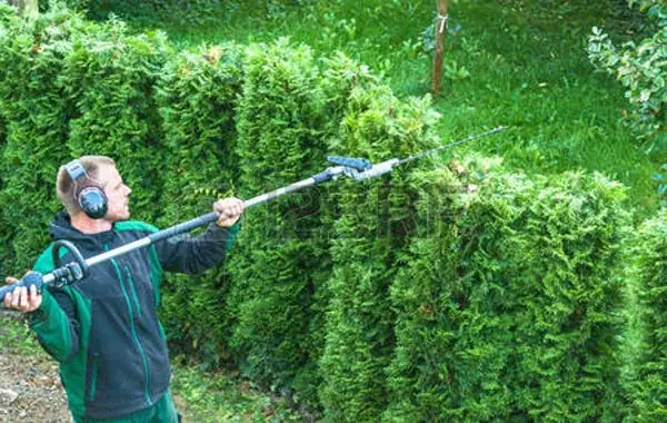 Mitarbeiter schneidet eine Hecke mit der Teleskop-Heckenschere